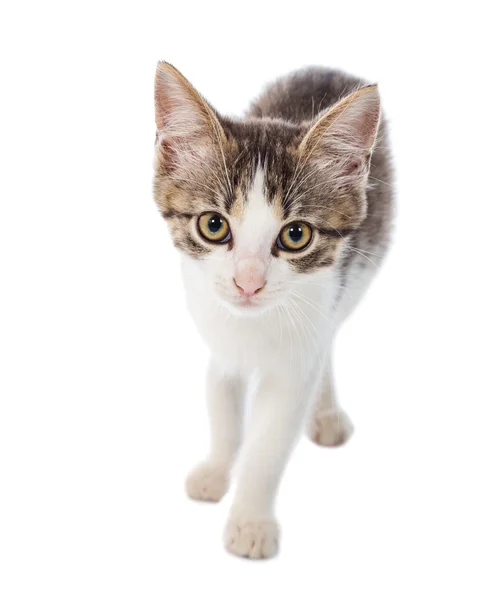 Portrait of little cat looking to camera — Stock Photo, Image