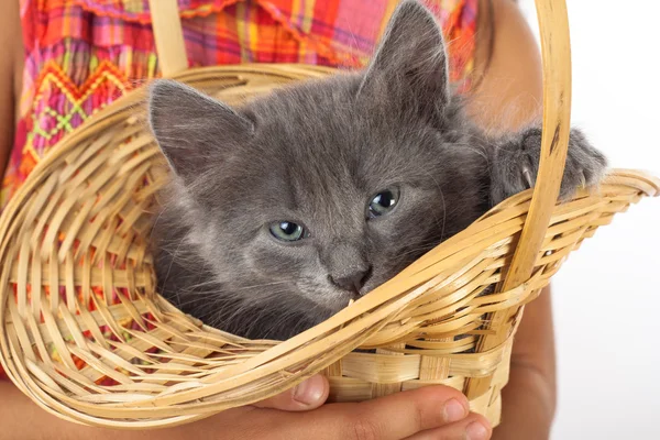 Grey kitten in childs hands — Stock Photo, Image