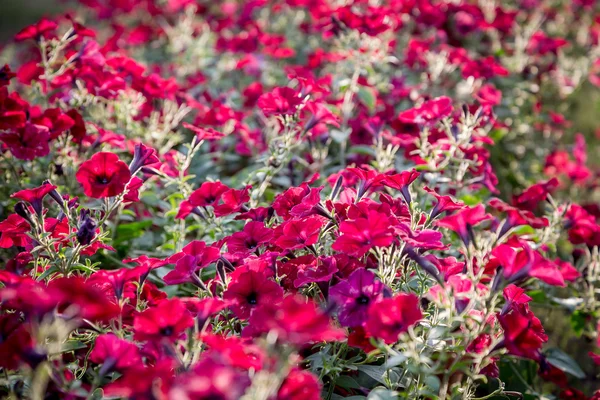 Fondo natural de flores con petunias rojas —  Fotos de Stock