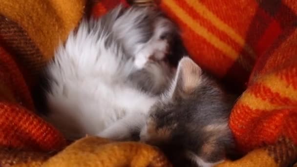 사랑 스러운 새끼 고양이가 바구니에서 함께 노는 모습 — 비디오