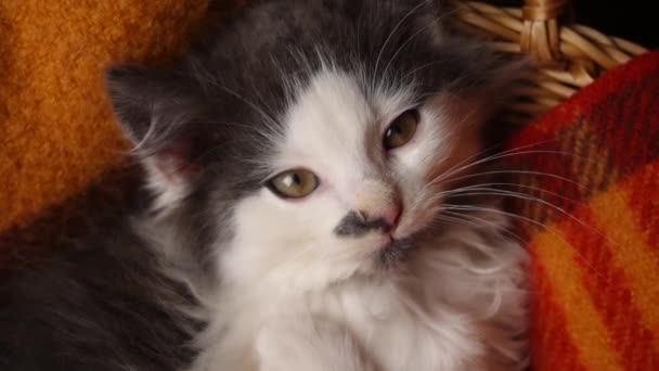 Uroczy kotek gra i liże się w wiklinowym koszu — Wideo stockowe