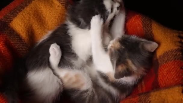 Hasır sepette birlikte oynayan sevimli kedi yavrusu. — Stok video