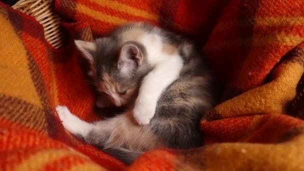 Adorable gatito lengua lava, lame su piel en mimbre cesta — Vídeo de stock