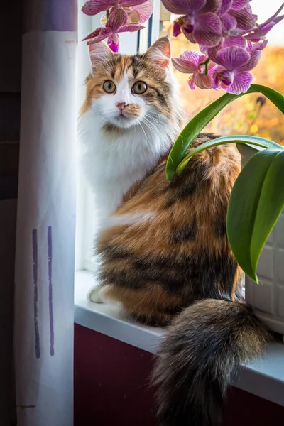 Gato tricolorido sentado no peitoril da janela com orquídea — Fotografia de Stock