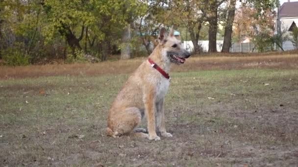 Belga juhász lakenua kutya ül a füvön az őszi parkban — Stock videók
