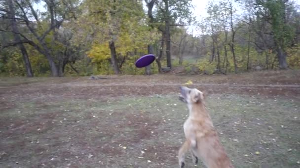Belga juhászkutya lakenua kutya fogása dobó lemez mozgékonysági képzés — Stock videók