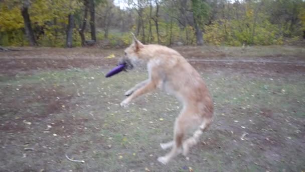 Бельгійський собака - пастух лакенуа ловить кидаючий диск на тренування спритності. — стокове відео