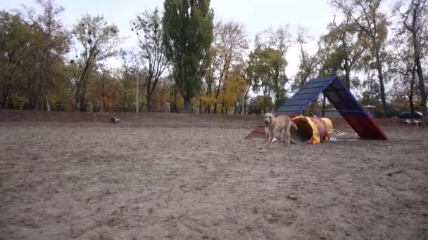 Belgische herder lakenua hond loopt op slalom op behendigheidstraining — Stockvideo