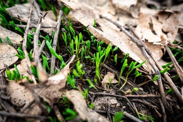 Természetes háttér zöld fű csírák az erdőben Stock Kép