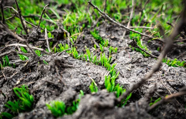 Természetes háttér zöld fű csírák repedt talaj Jogdíjmentes Stock Képek
