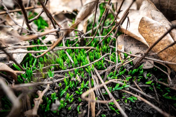 Természetes háttér zöld fű csírák az erdőben Stock Kép