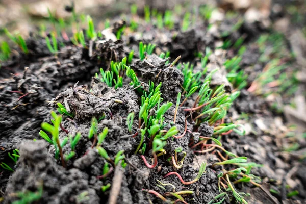 Természetes háttér zöld fű csírák repedt talaj Stock Kép