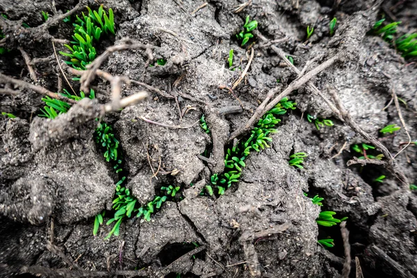 Természetes háttér zöld fű csírák repedt talaj Jogdíjmentes Stock Fotók