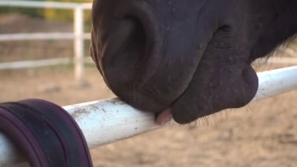 Close-up van de paardenkop die het metalen hek likt in de paddock — Stockvideo