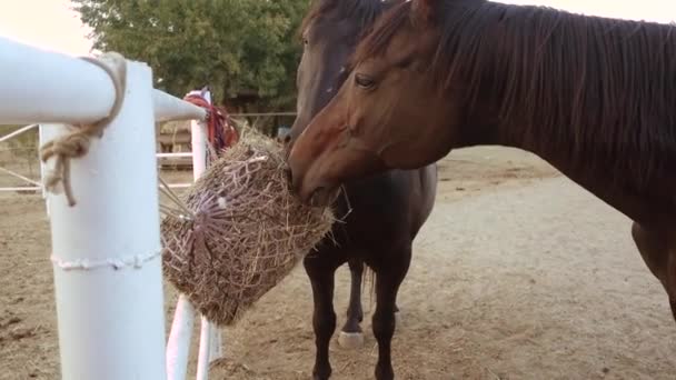 Dwa konie na padoku jedzące siano z beli — Wideo stockowe