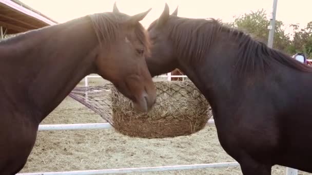 Dos caballos en el paddock comiendo heno a la luz del sol de otoño — Vídeo de stock