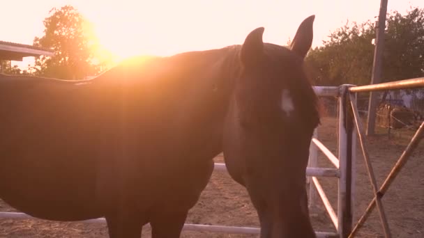 Egy barna ló áll a kifutón ősszel napnyugtakor — Stock videók