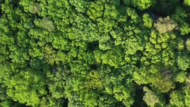 Aerial view to spring forest, natural green background — Stock Video