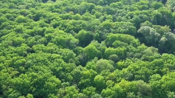 Vista aérea al bosque de primavera, fondo verde natural — Vídeo de stock