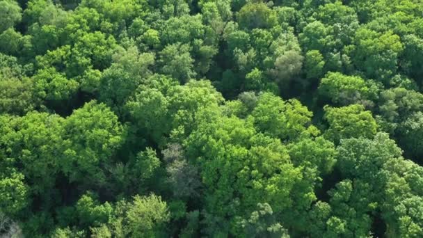 Widok z lotu ptaka na las wiosenny, naturalne zielone tło — Wideo stockowe