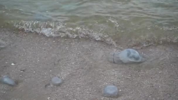 Abundância de águas-vivas mortas no mar de Azov — Vídeo de Stock