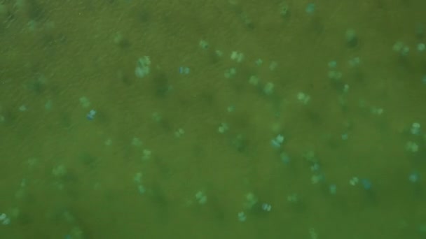 Πολλές μέδουσες στο νερό στη θάλασσα του Azov, θέα από ψηλά — Αρχείο Βίντεο