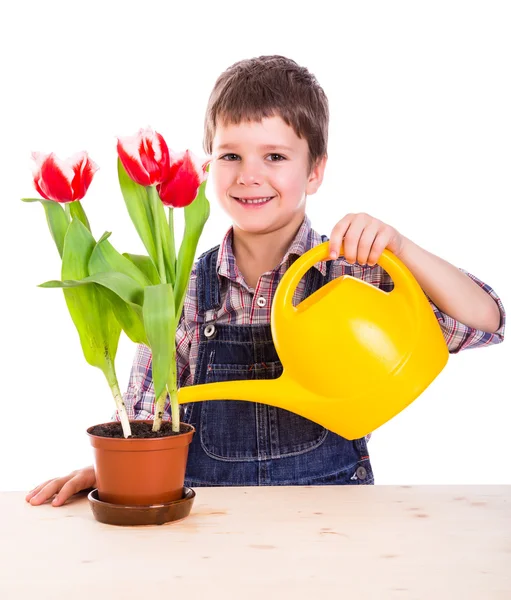 Boyl cura fiori in vaso — Foto Stock