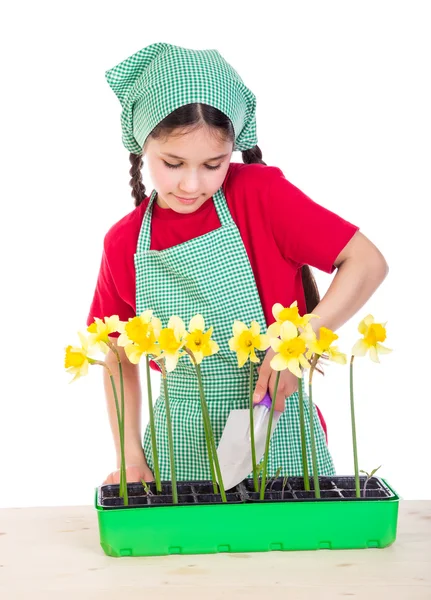 Girl planting daffodils on the desk — Stock Photo, Image