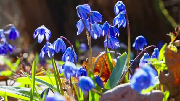 Snowdrops are trembling on the wind — Stock Video