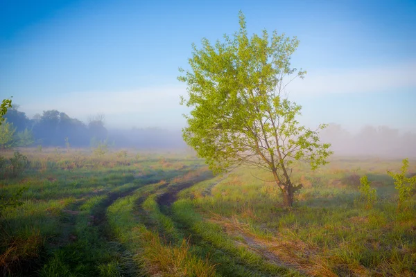 Ranní mlha na venkově road — Stock fotografie