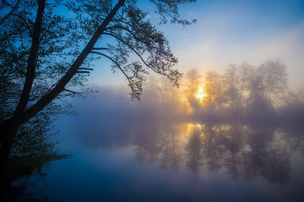 Nevoeiro matutino em um rio de floresta — Fotografia de Stock