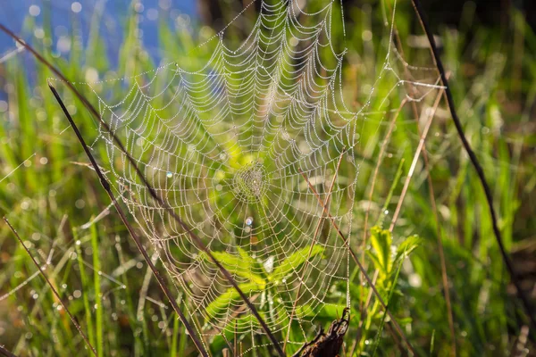 Spiderweb üzerinde parlak çiy — Stok fotoğraf