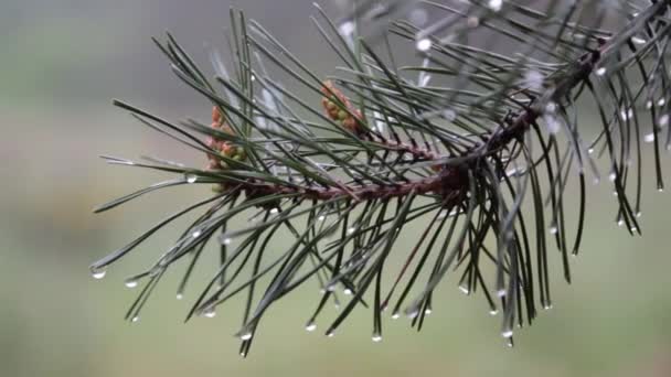 Gotas de lluvia en la rama de pino — Vídeo de stock