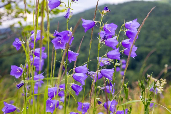 Floral φόντο με την bluebells — Φωτογραφία Αρχείου