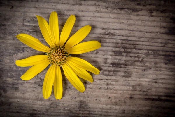 Yellow flower on wooden background — Stock Photo, Image