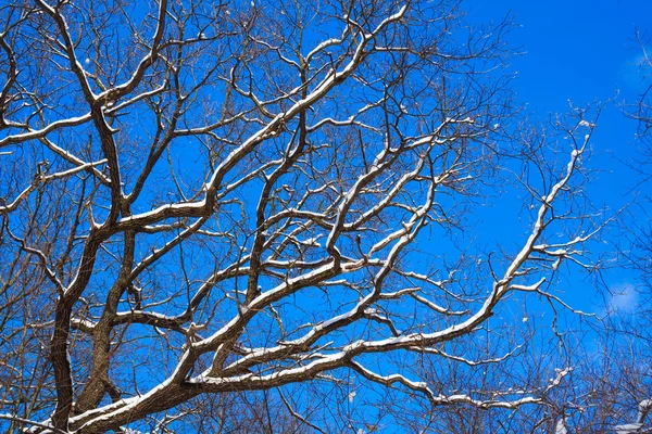 Dąb, drzewo pod śniegiem przeciw błękitne niebo — Zdjęcie stockowe