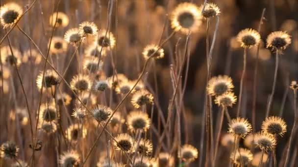 Schaukeln auf windgetrockneten Blumen — Stockvideo