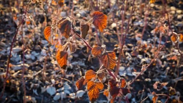 Cinemagrafo di arancio oscillante lamponi cespuglio — Video Stock