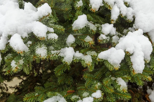 Neige sur les branches de sapin — Photo