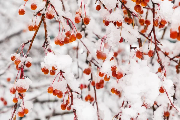 Neige fondante sur les branches de rowanberry — Photo