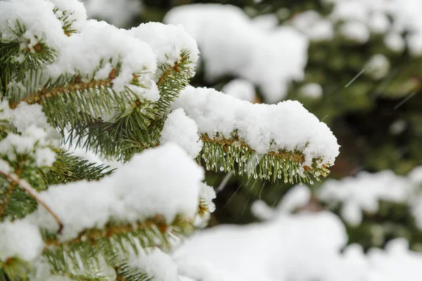 Neige sur branches de sapin — Photo