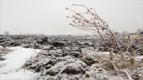 Ramoscello con gelo in campo invernale — Video Stock