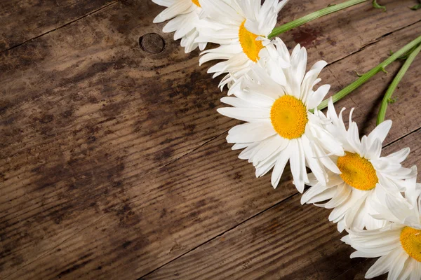 Flores de camomila em fundo de madeira — Fotografia de Stock