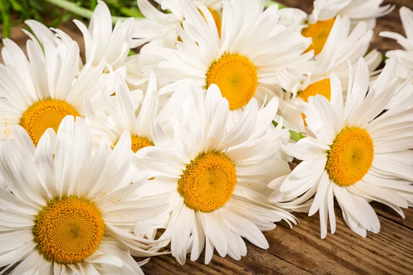 Kamille bloemen op houten tafel — Stockfoto