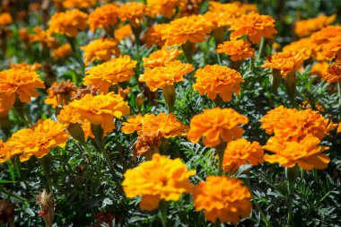 Orange French marigolds on the bed clipart