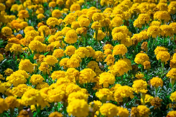 Κίτρινο Γαλλικά marigolds στο κρεβάτι — Φωτογραφία Αρχείου