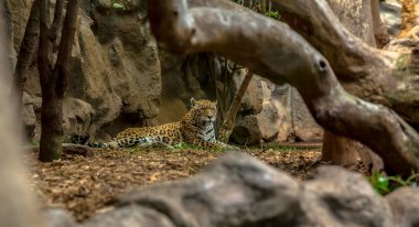 Jaguar ağaçların arkasında