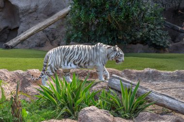Beyaz Bengal Kaplanı
