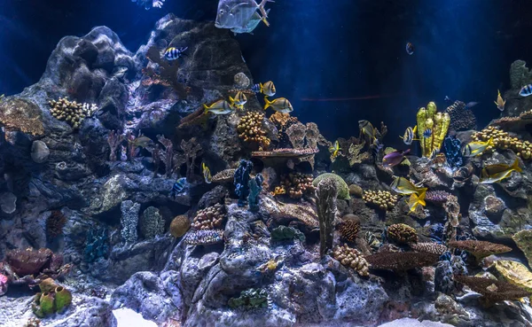 Coral Underwater — Stock Photo, Image