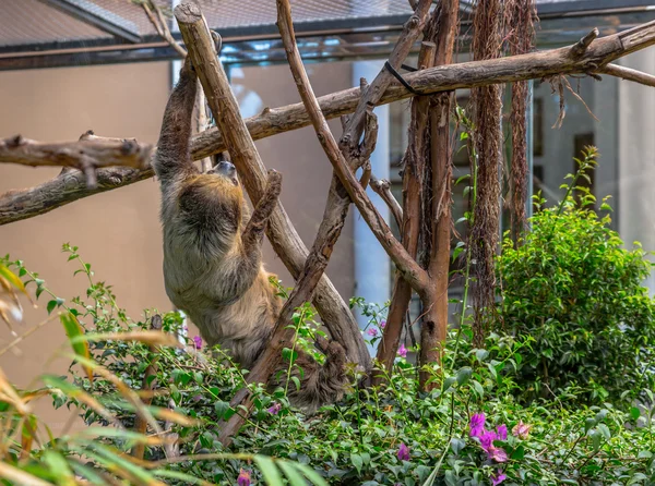 Sloth on a Tree — Stock Photo, Image